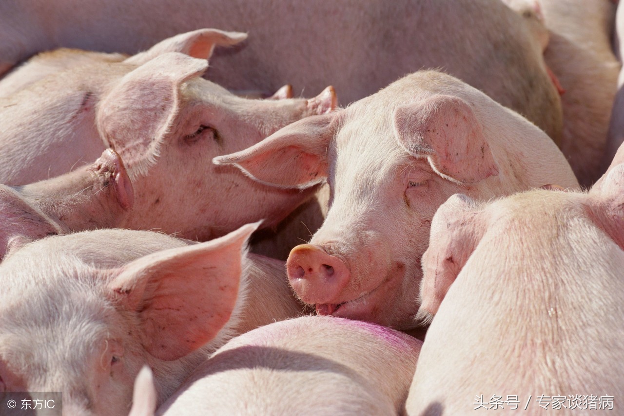秋季猪场毛病多，还是猪场咳喘在作祟，快来看看专家如何去防控