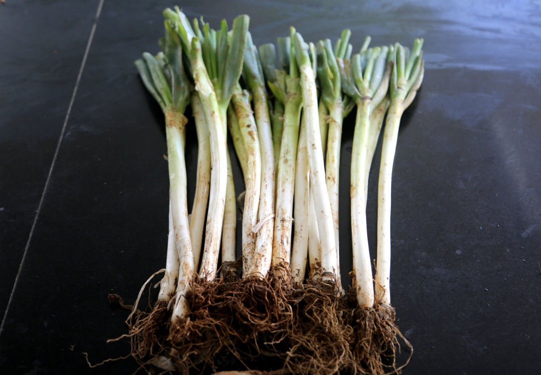 鍖栧姛澶ф硶蹇冩硶鍙ｈ瘈,鍖栨帉涓哄垁