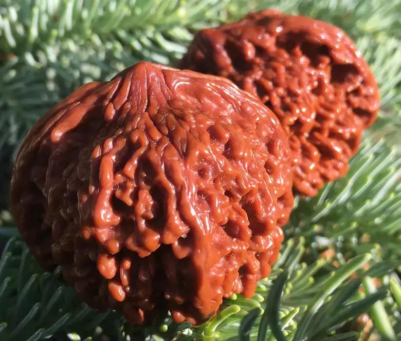 文玩核桃满天星盘出柿子红的包浆长这样