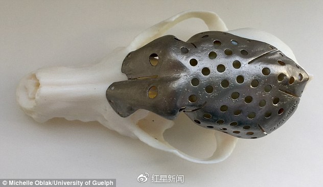 腊肠狗改良,腊肠狗转脸