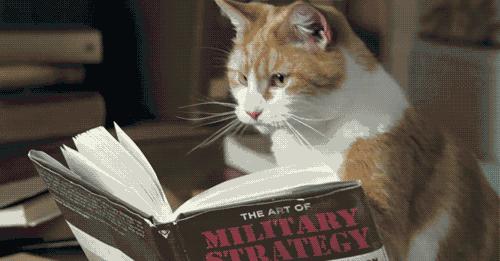 我家猫被别的猫打了,猫被别的猫打了我帮它报仇