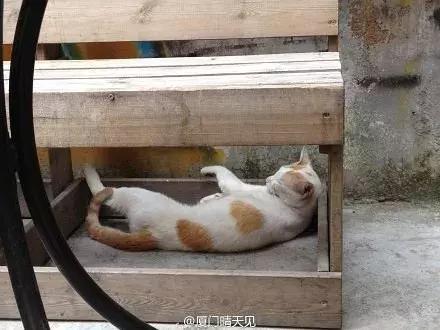 我家猫被别的猫打了,猫被别的猫打了我帮它报仇