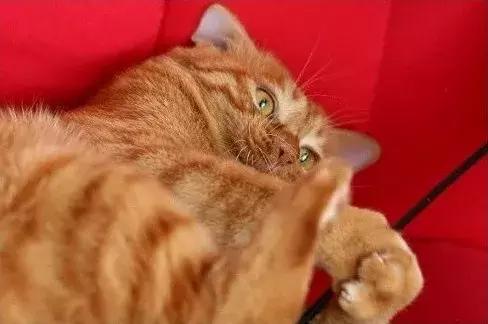 我家猫被别的猫打了,猫被别的猫打了我帮它报仇