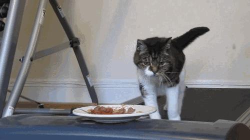 我家猫被别的猫打了,猫被别的猫打了我帮它报仇