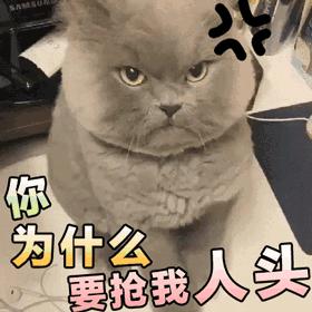 我家猫被别的猫打了,猫被别的猫打了我帮它报仇