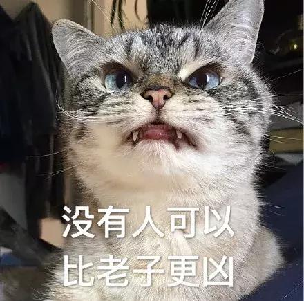 我家猫被别的猫打了,猫被别的猫打了我帮它报仇