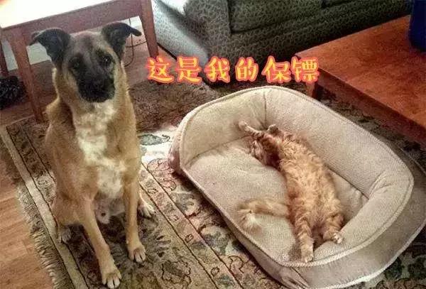 我家猫被别的猫打了,猫被别的猫打了我帮它报仇