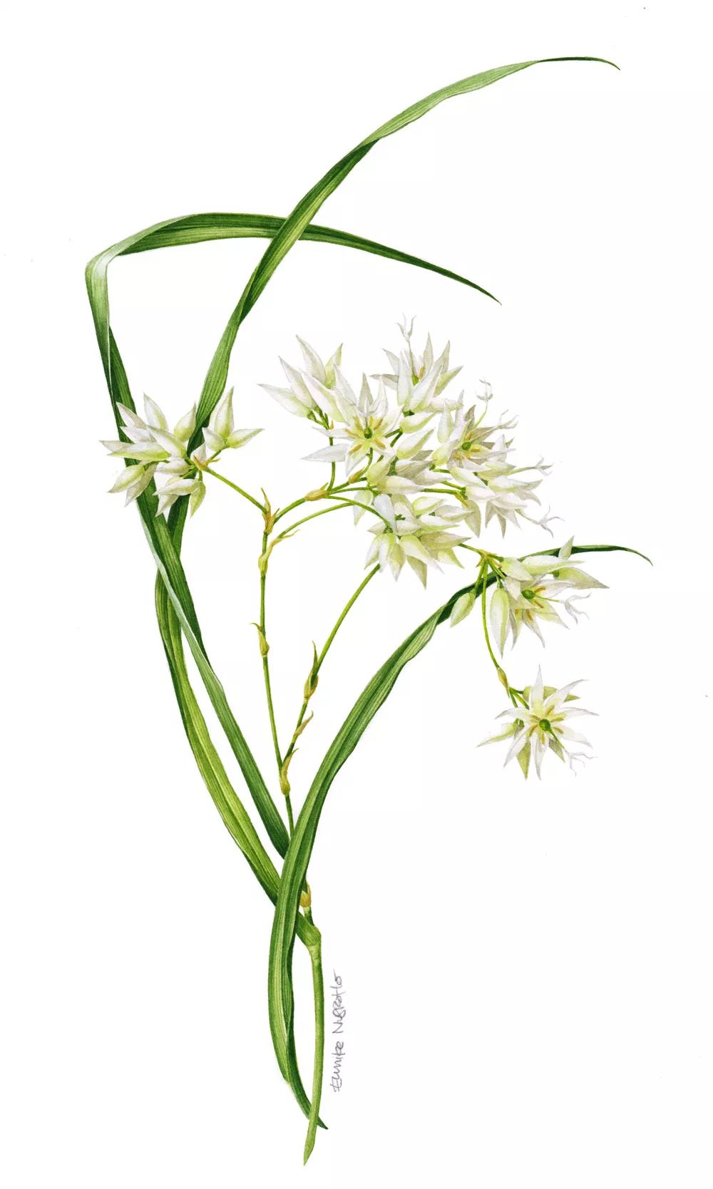 老中医5种中药治疗方法,中药治病最新方法