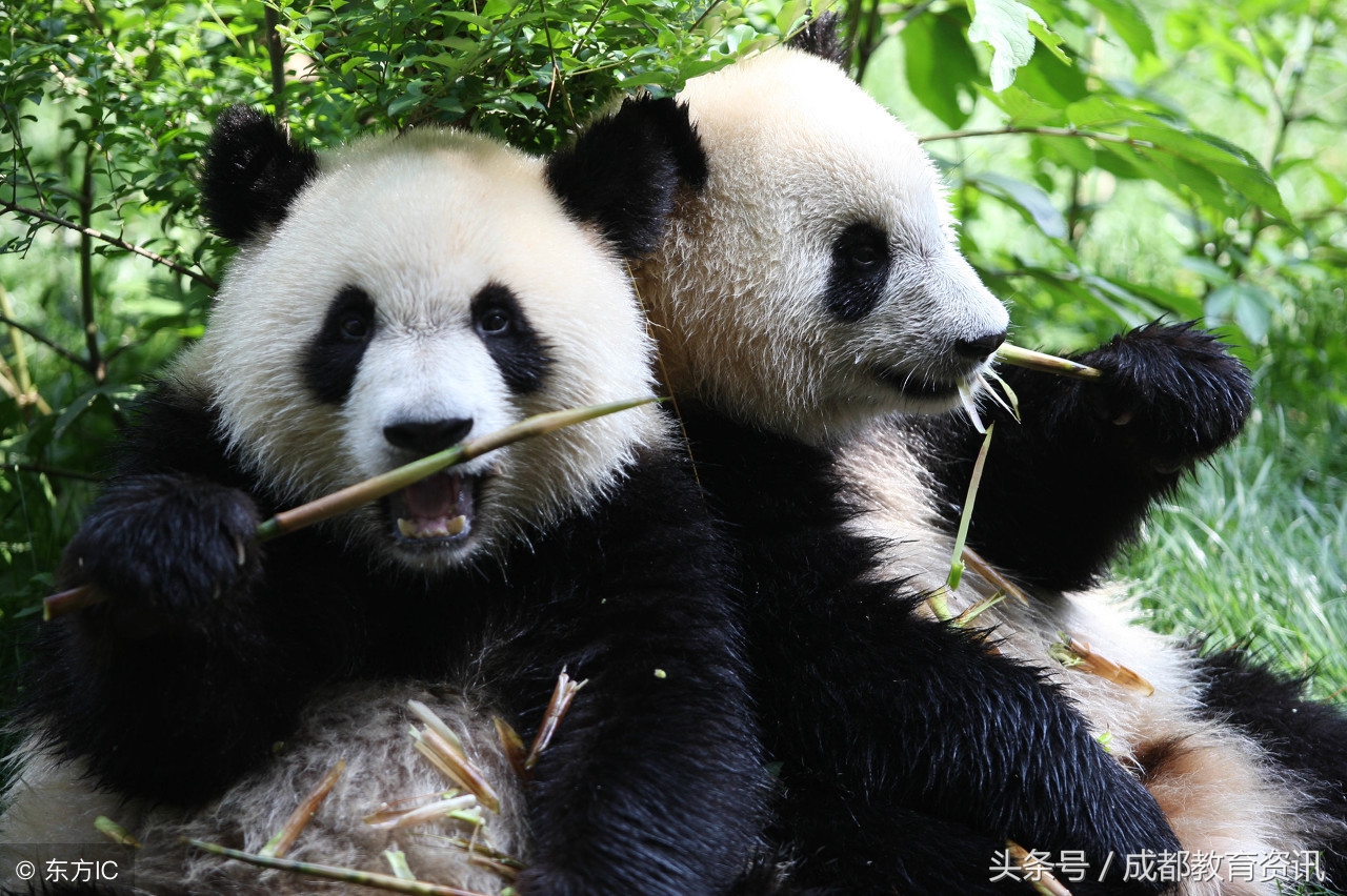 五朵私花的竞争，嘉祥VS师一究竟谁更胜一筹？