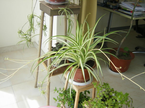 水养绿萝用什么药片养,吊兰绿萝玻璃瓶水养