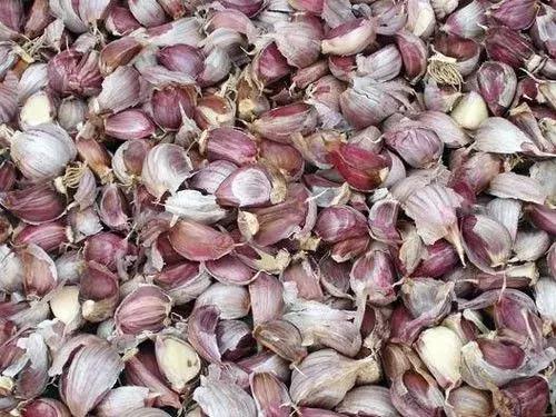 现在种大蒜最好用的方法,种大蒜的错误示范