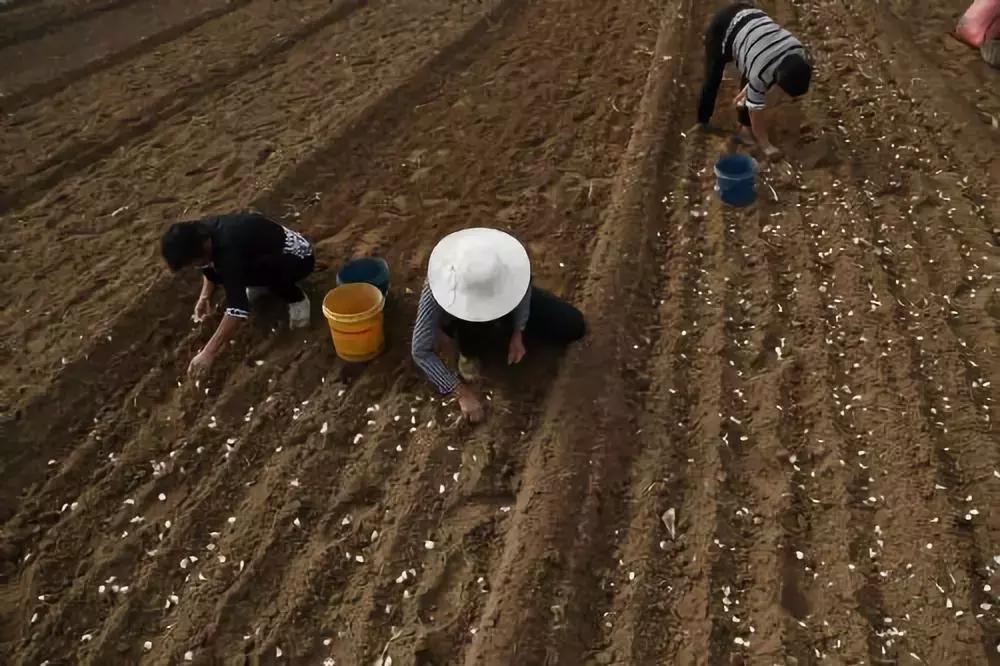 现在种大蒜最好用的方法,种大蒜的错误示范