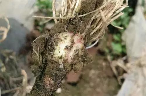 现在种大蒜最好用的方法,种大蒜的错误示范