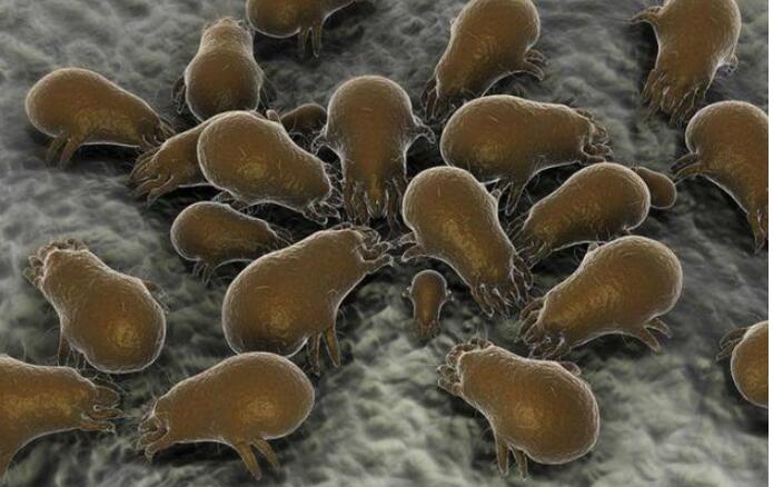 床垫长时间不洗，会影响到人们的身体健康，只用一招帮你轻松搞定