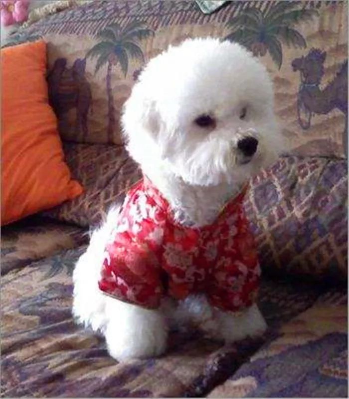 比熊狗狗经常呕吐是什么原因,比熊犬老是呕吐是怎么回事