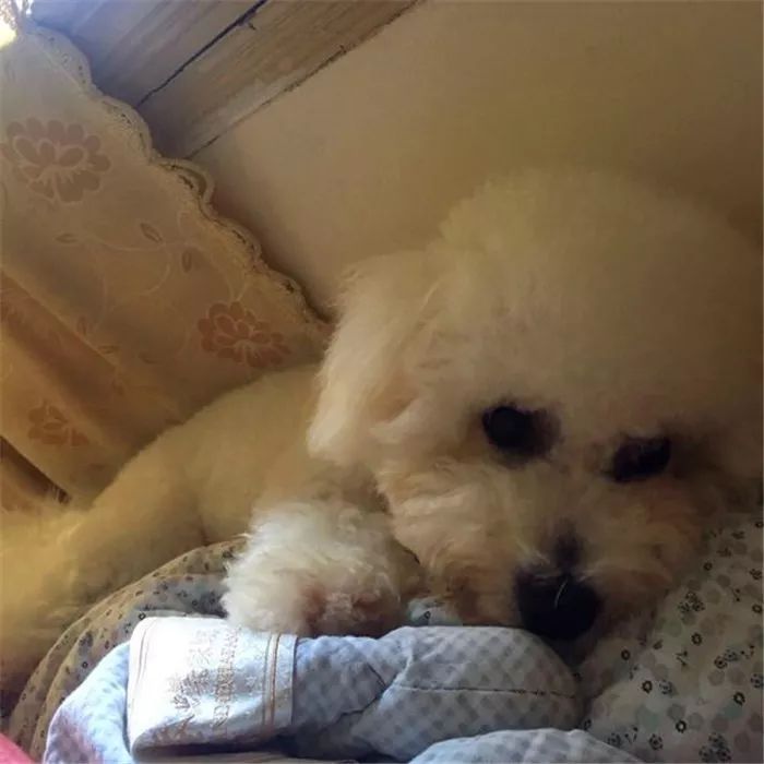 比熊狗狗经常呕吐是什么原因,比熊犬老是呕吐是怎么回事