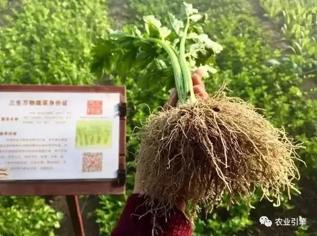 冷清的农家院被设计师折腾坏了成了京城第一精致生态农场