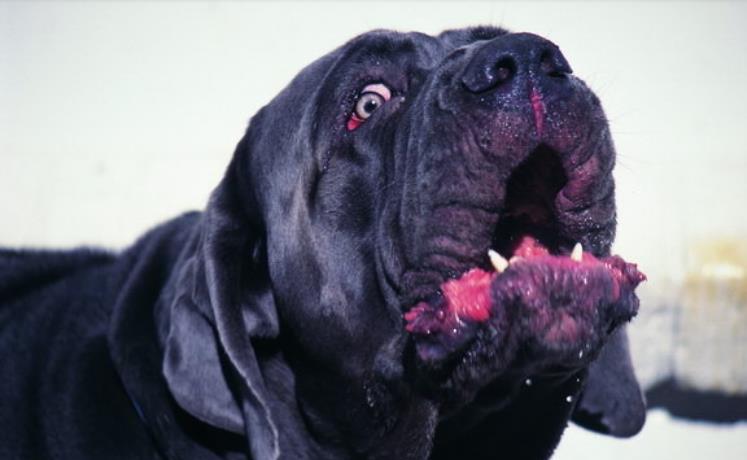 中国古人怎么治疗狂犬病,古代狂犬病治疗方法