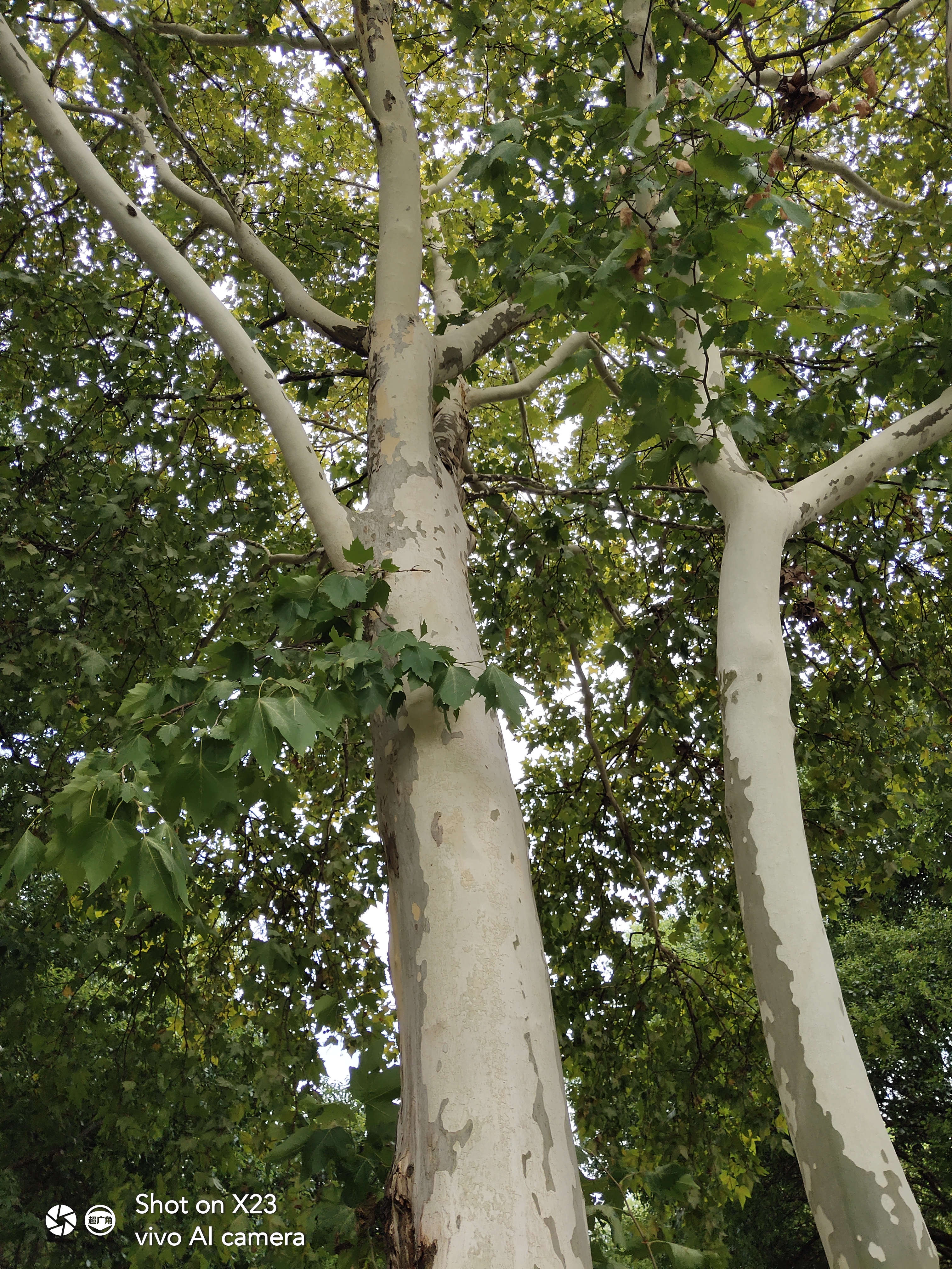 潮流旗舰vivox23诠释科技至美,内外兼修vivox23评测