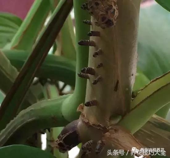 养殖绿萝用这3种办法快速长爆盆,养绿萝学好这3招爆盆快长势猛