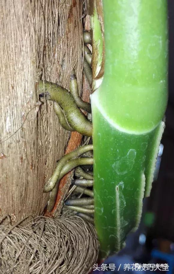 养殖绿萝用这3种办法快速长爆盆,养绿萝学好这3招爆盆快长势猛