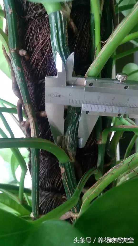 养殖绿萝用这3种办法快速长爆盆,养绿萝学好这3招爆盆快长势猛