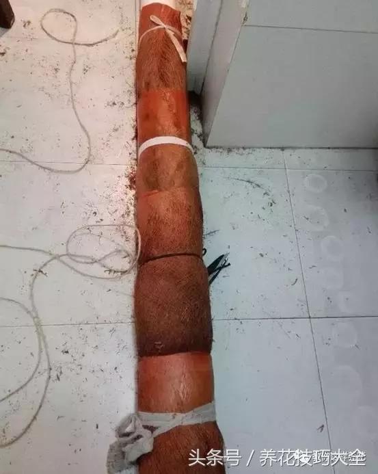 养殖绿萝用这3种办法快速长爆盆,养绿萝学好这3招爆盆快长势猛