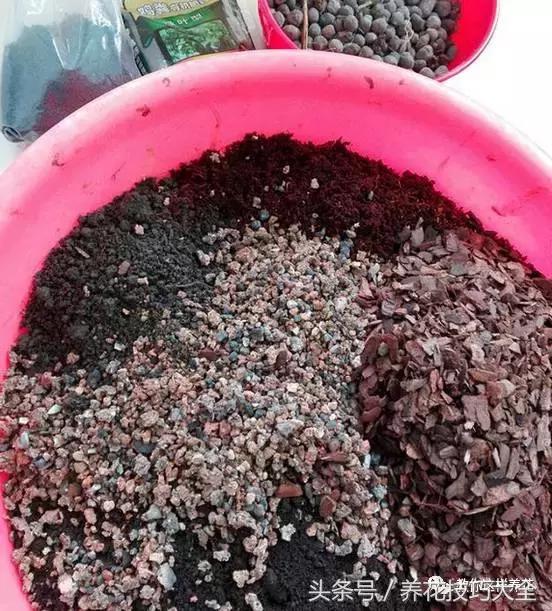 养殖绿萝用这3种办法快速长爆盆,养绿萝学好这3招爆盆快长势猛