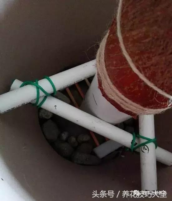 养殖绿萝用这3种办法快速长爆盆,养绿萝学好这3招爆盆快长势猛