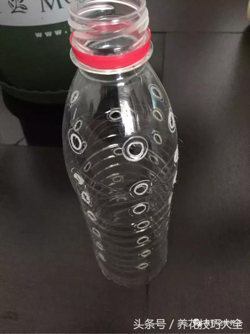 养殖绿萝用这3种办法快速长爆盆,养绿萝学好这3招爆盆快长势猛