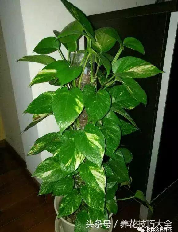 养殖绿萝用这3种办法快速长爆盆,养绿萝学好这3招爆盆快长势猛