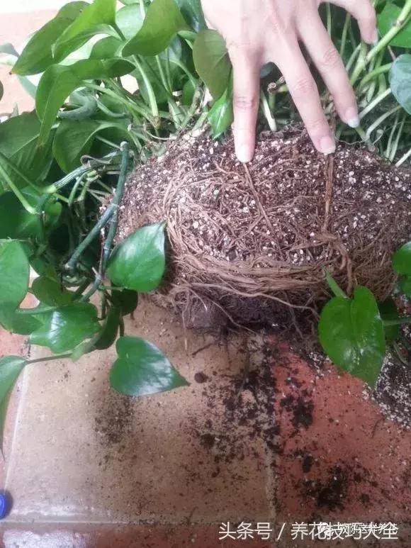 养殖绿萝用这3种办法快速长爆盆,养绿萝学好这3招爆盆快长势猛