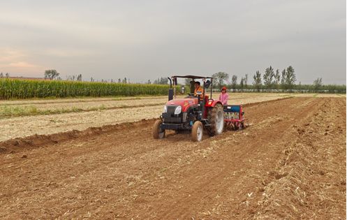 今年小麦播种面临的不利因素,秋播麦种筹备情况