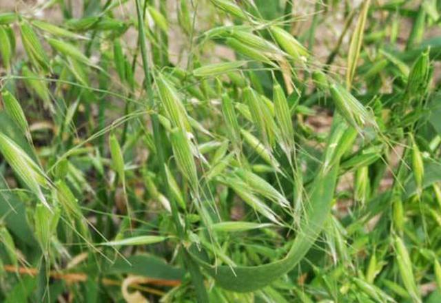 燕麦杂草分辨方法,野燕麦怎样除草
