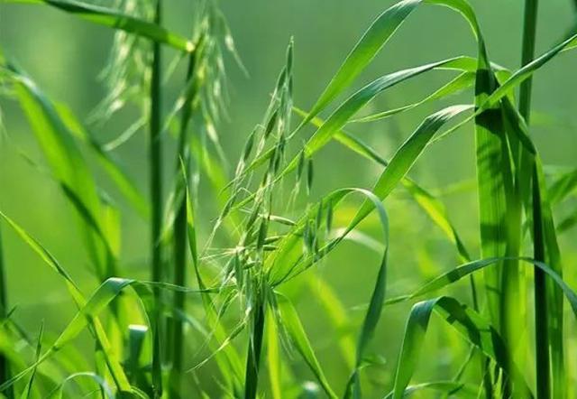 燕麦杂草分辨方法,野燕麦怎样除草