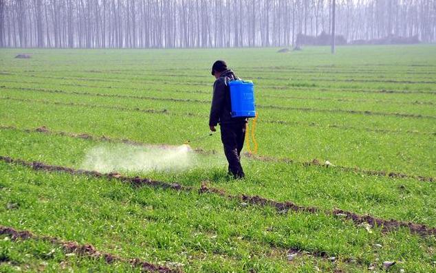 燕麦杂草分辨方法,野燕麦怎样除草