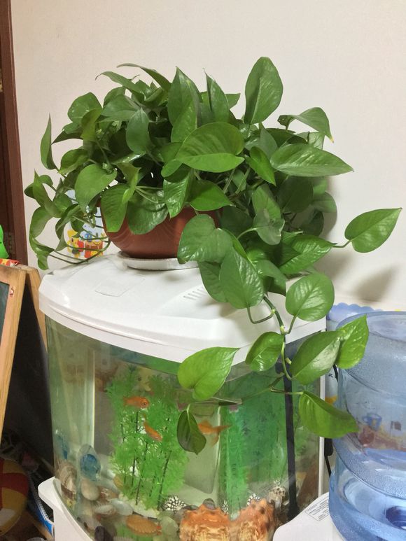 绿萝用黄瓜养根,绿萝怎么养才能养得更旺盛