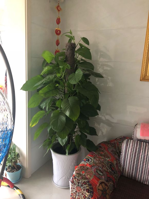 绿萝用黄瓜养根,绿萝怎么养才能养得更旺盛