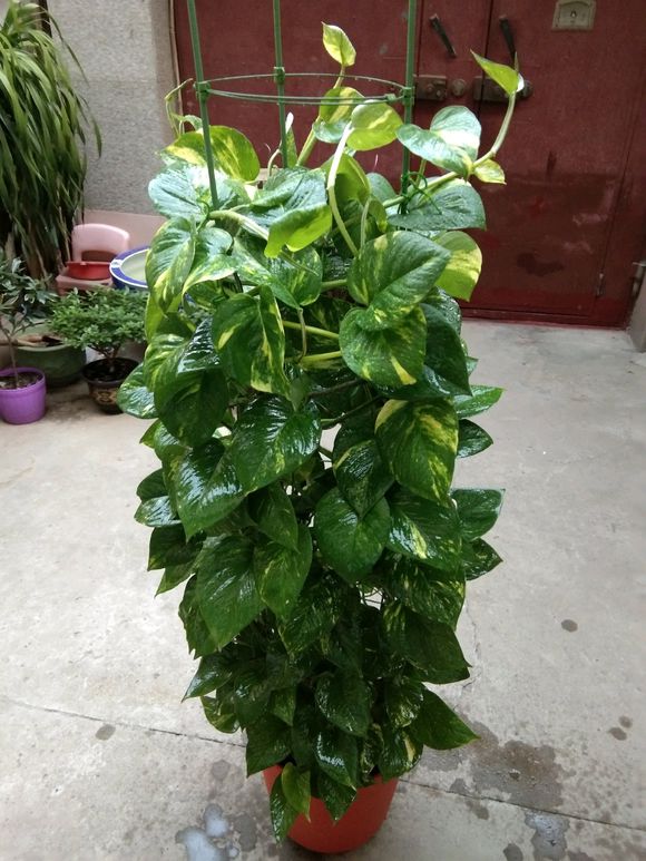 绿萝用黄瓜养根,绿萝怎么养才能养得更旺盛