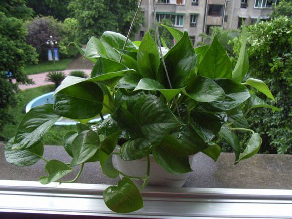 扦插的绿萝叶子发蔫发黄,冬天在空调房里绿萝叶子发黄发蔫