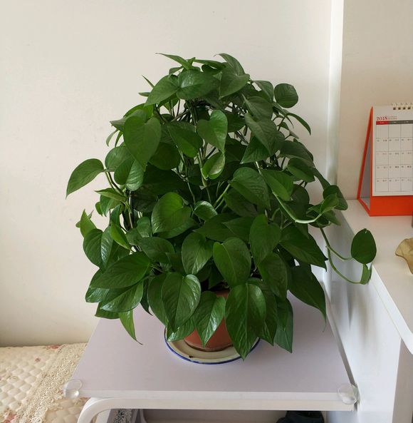 扦插的绿萝叶子发蔫发黄,冬天在空调房里绿萝叶子发黄发蔫