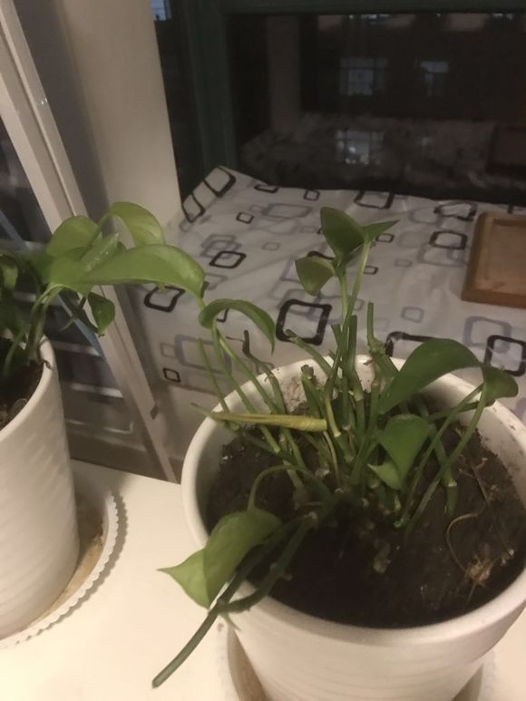 扦插的绿萝叶子发蔫发黄,冬天在空调房里绿萝叶子发黄发蔫