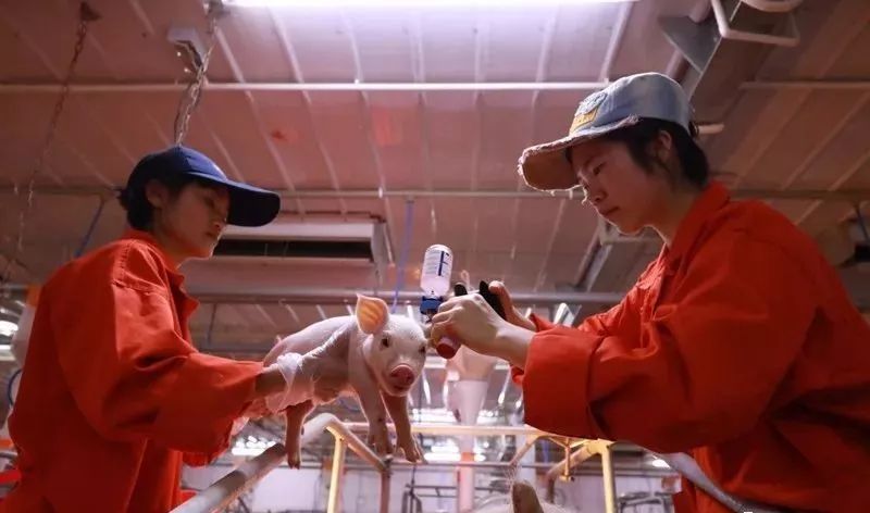 玉屏,为什么能赢?