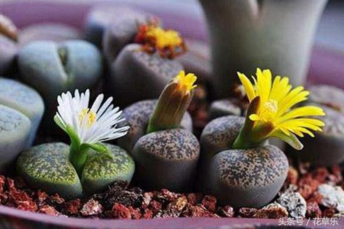 生石花一般上盆后多久生根杀虫,生石花多久可以在新盆生根杀菌