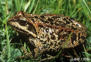 林蛙霉菌病车轮虫肺丝虫的防治方法