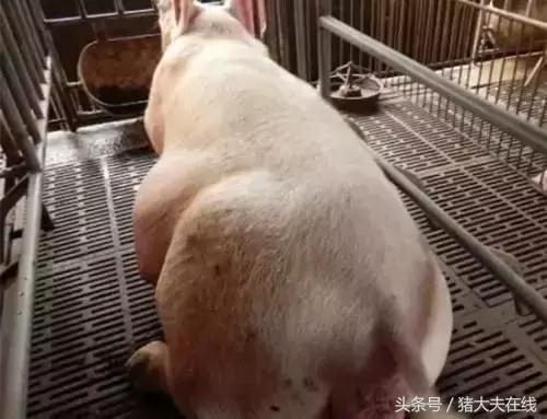 母猪难产怎么办?别怕,绝招在这!