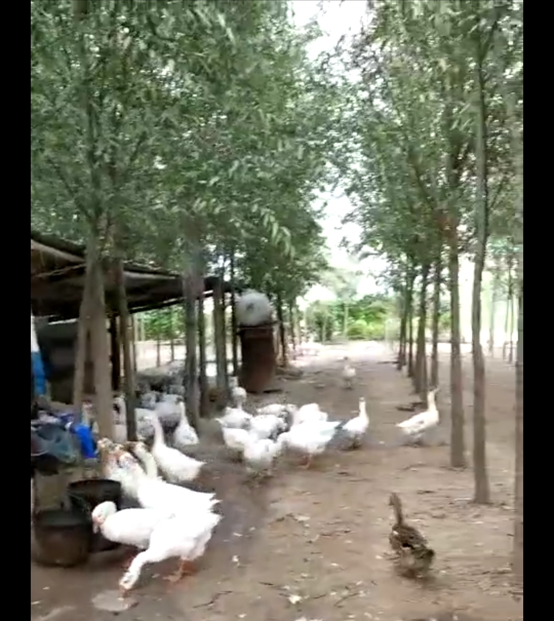 金蝉的养殖技术及市场前景,金蝉养殖技术资料大全最新