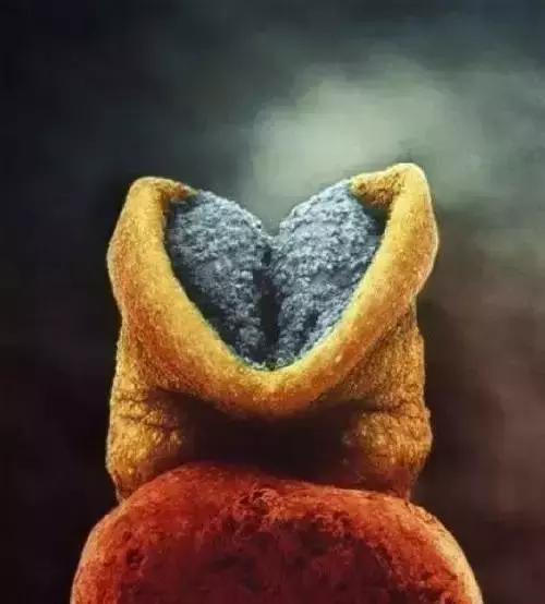 人类精子是怎么诞生的,人类进化史从精子到胎儿