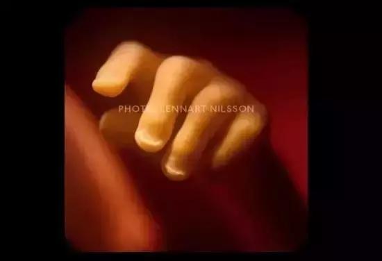 人类精子是怎么诞生的,人类进化史从精子到胎儿