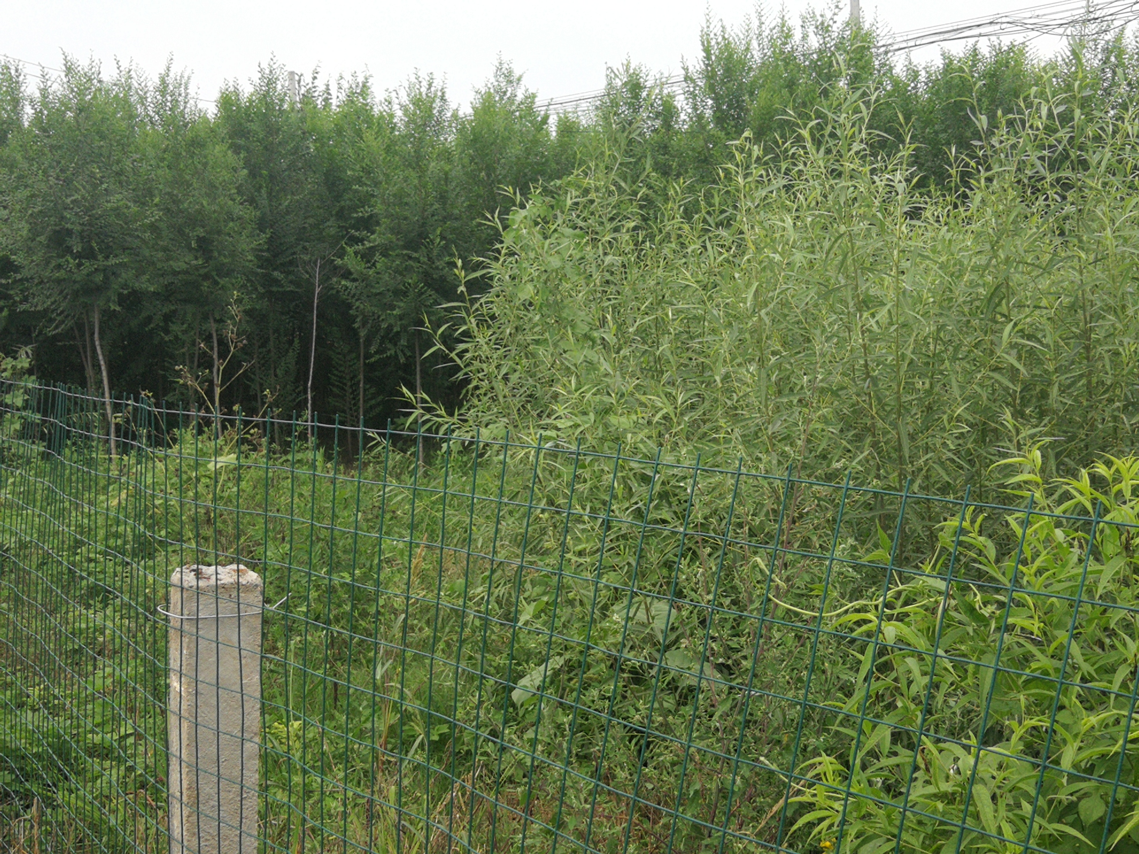 金蝉的养殖技术及市场前景,金蝉养殖技术资料大全最新